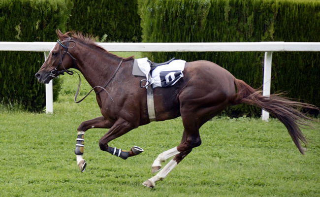 Que deviennent les chevaux de course après leur carrière ?