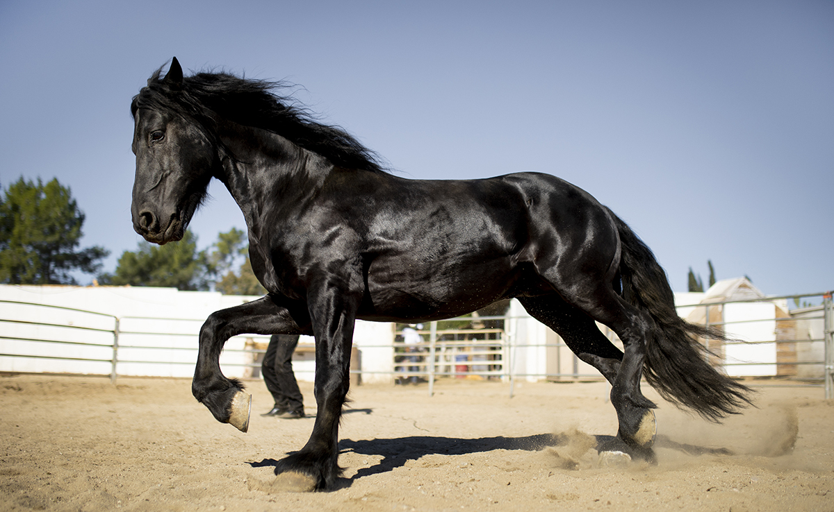 Depuis quand le cheval est-il domestiqué ?