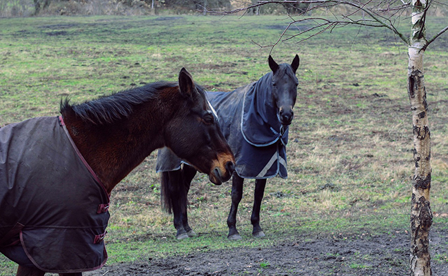 Un cheval peut-il avoir froid ? Quelle est sa température idéale ?