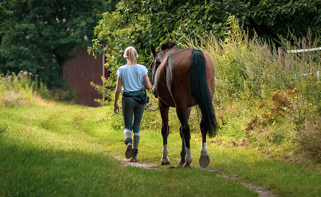 Comment savoir si mon cheval a mal au dos ?