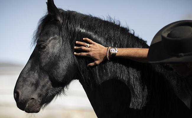 Mon cheval m'a mordu : pourquoi ? Faut-il s'inquiéter ?