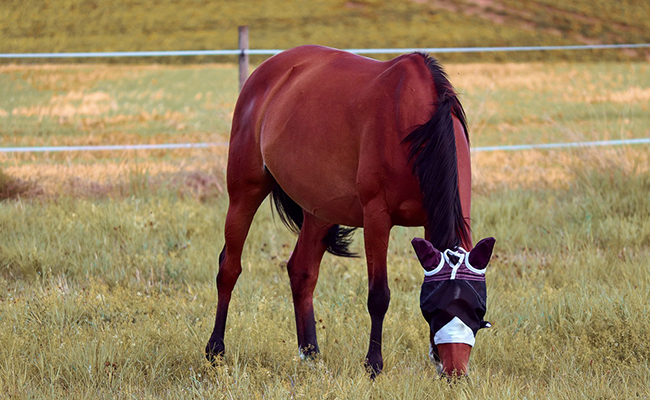 Comment protéger son cheval des mouches ?