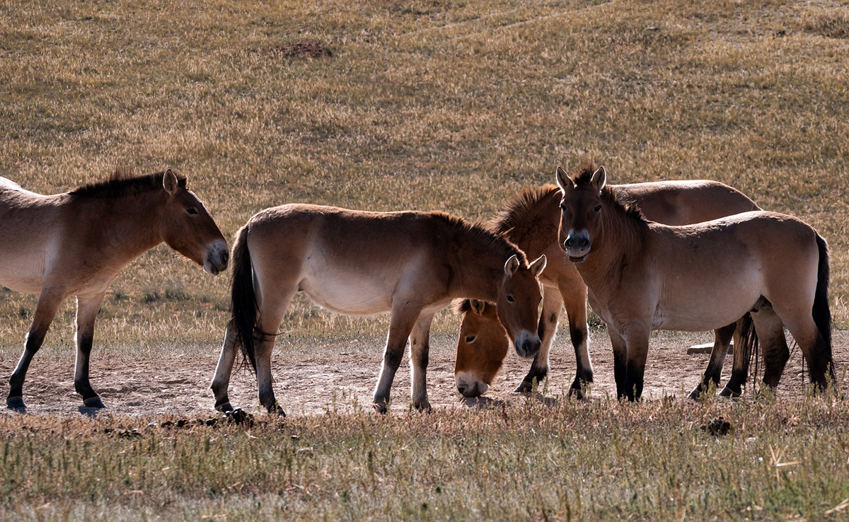 Existe-t-il encore des chevaux sauvages ?