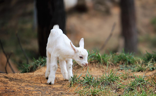 Le chevreau, le petit de la chèvre et du bouc