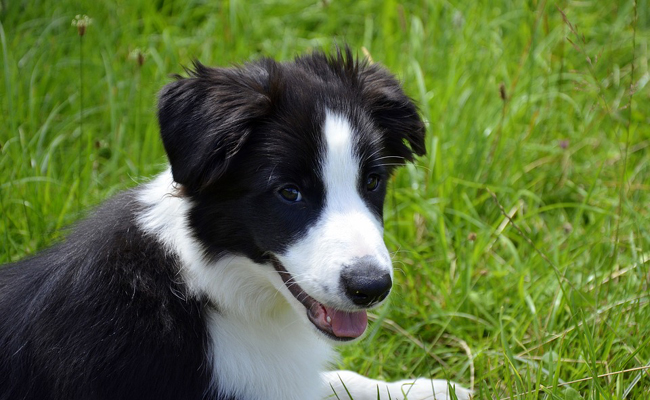 Recourir à un crédit pour acheter un animal