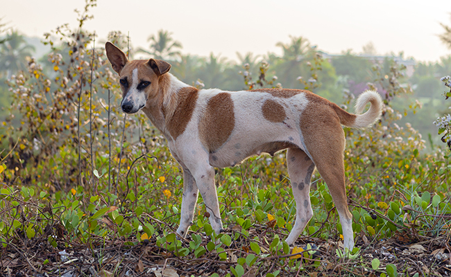 Comment sensibiliser contre l'abandon des animaux de compagnie ?