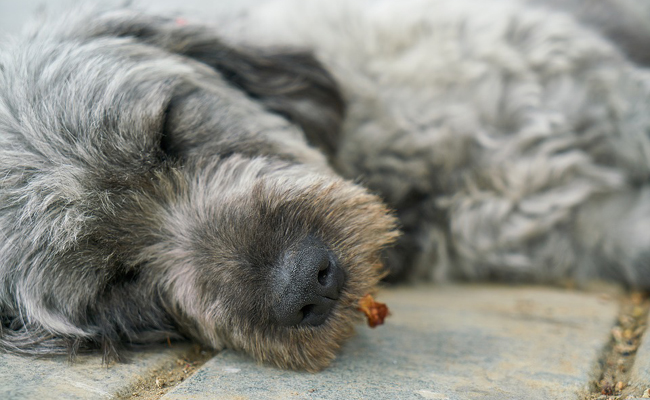 chien euthanasié