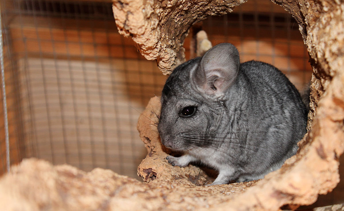 Chinchilla, véritable animal de compagnie