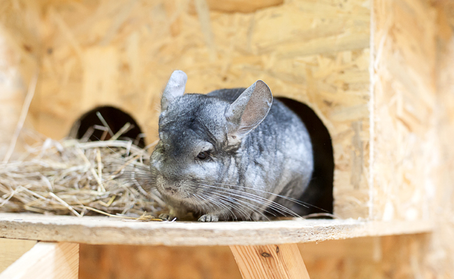 La reproduction du chinchilla : maturité sexuelle, cycle, gestation et mise bas