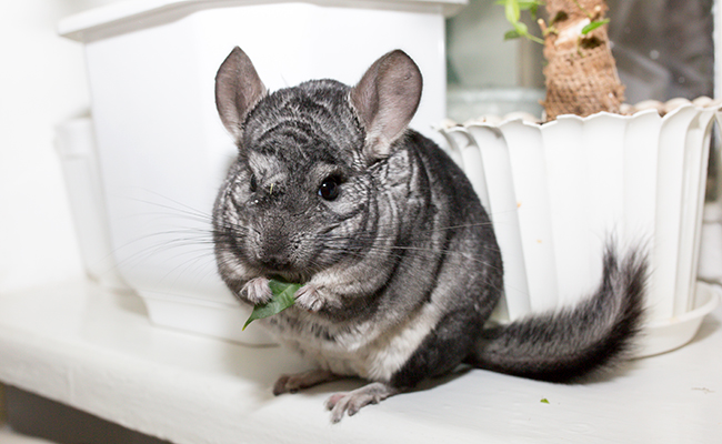 Chinchilla en liberté dans la maison : 7 conseils