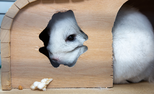 Chinchilla malade : 5 signes qui ne trompent pas