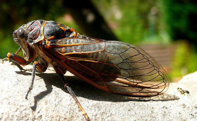 La cigale, insecte chantant du sud de la France