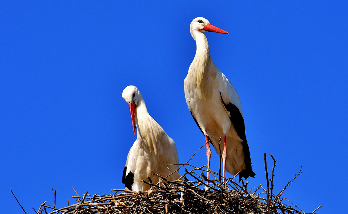 Cigogne, échassier migrateur très présent dans l'est de la France