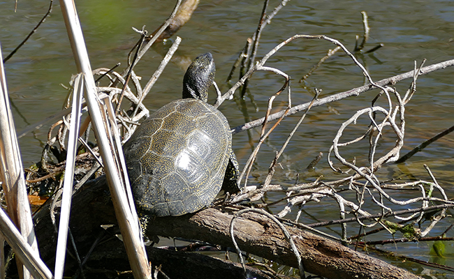 La cistude d’Europe, tortue d’eau douce discrète et farouche