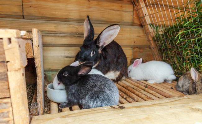 Un clapier pour son lapin : comment le choisir ? Quel prix ?