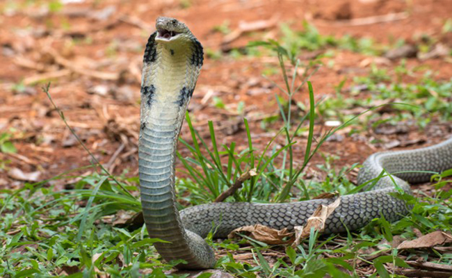 Cobra royal, le plus long serpent venimeux, ami des charmeurs de serpents