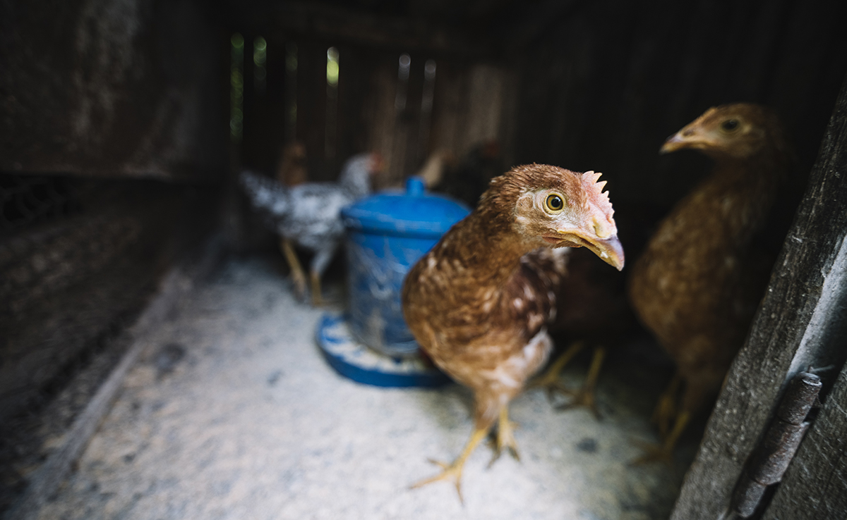 Coccidiose chez la poule : causes, symptômes, traitements et prévention