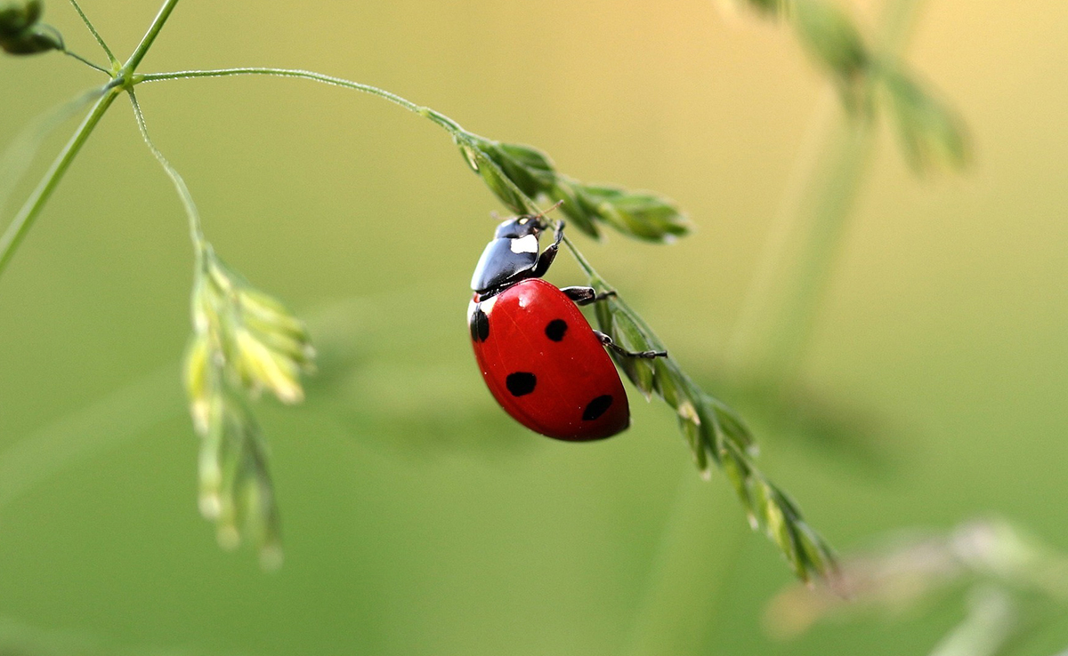 Coccinelle, insecte indispensable et populaire : comment vit-elle ?