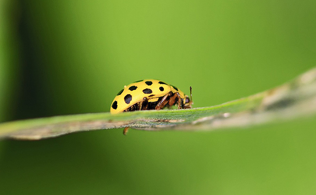 Coccinelle jaune : qui est-elle ? Où et comment vit-elle ?