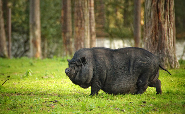 Combien coûte un cochon ? Quels frais d'élevage à l'année ?