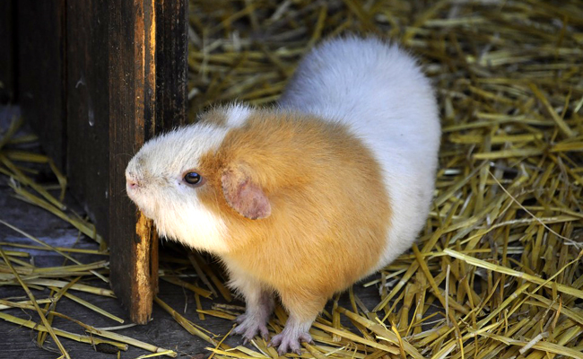 Quelles différences entre un cobaye et un cochon d'Inde ?