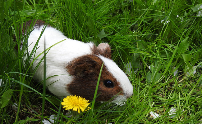 Le cochon d’Inde : Comment prendre soin de son cochon d’Inde ?