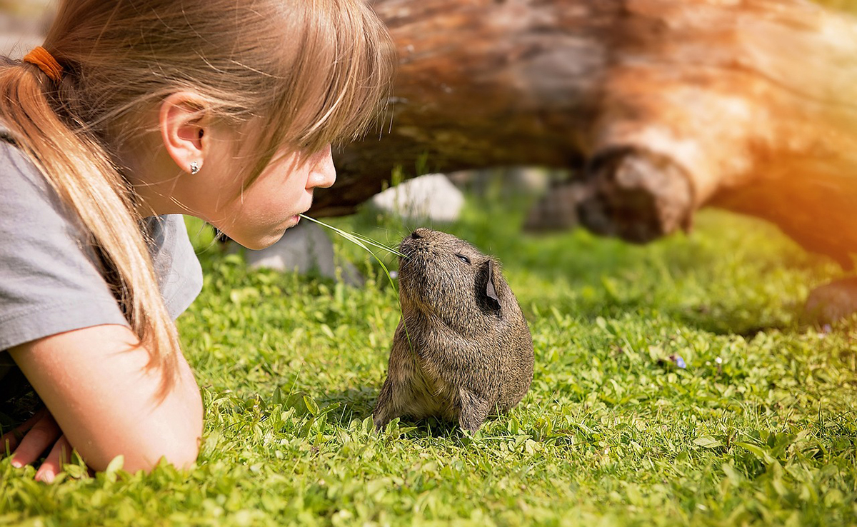 Quand et comment le cochon d’Inde a-t-il été domestiqué ?