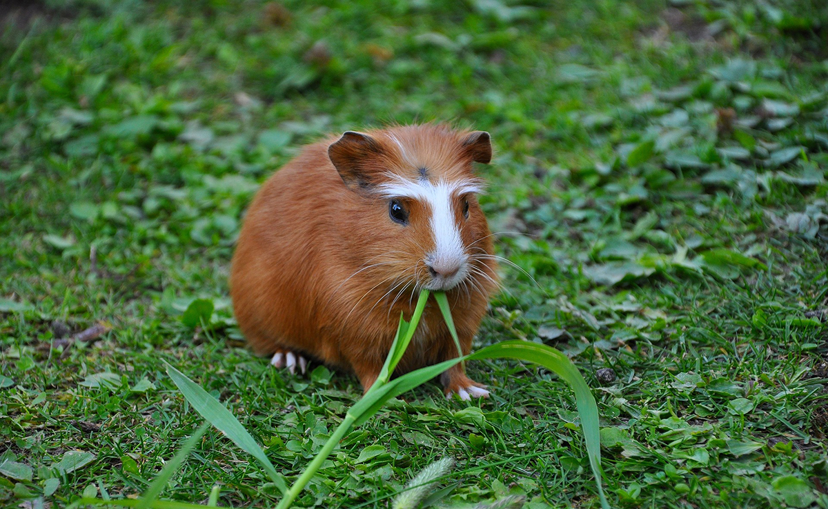 11 conseils pour prendre soin et garantir le bien-être de son cochon d'Inde !