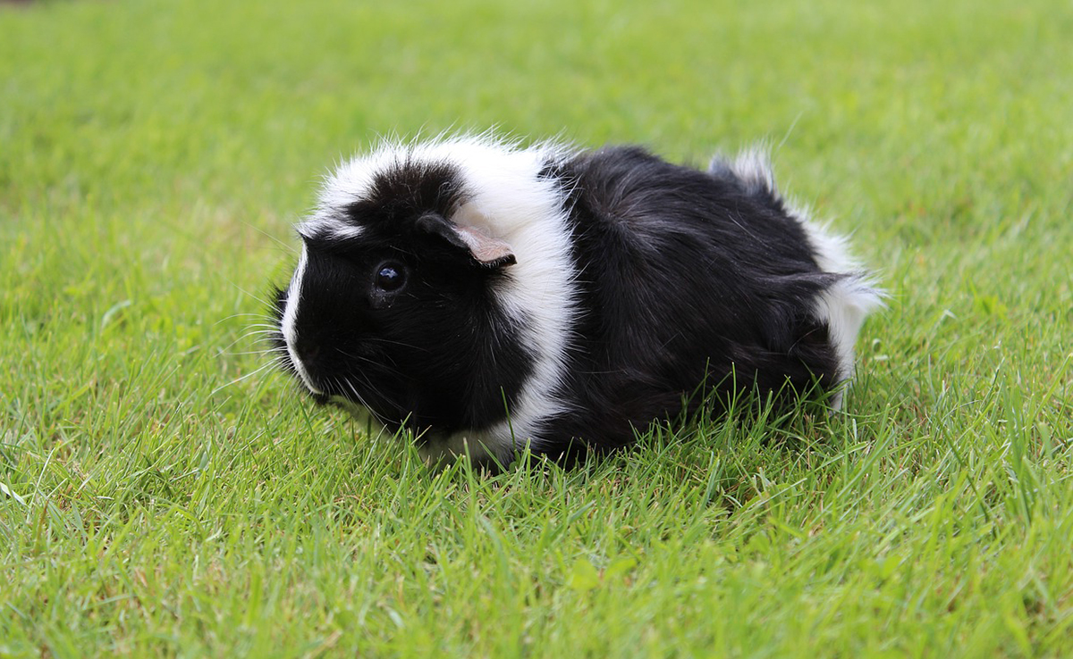 Faut-il adopter un cochon d'Inde mâle ou un cochon d'Inde femelle ?