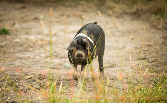 Cochon malade : 6 signes qui ne trompent pas