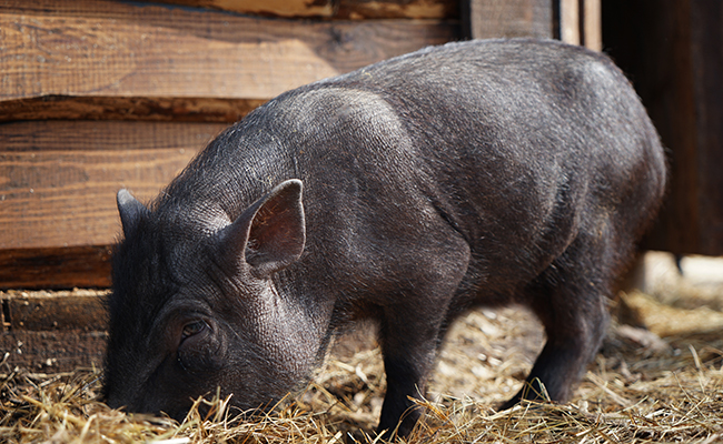 Mon premier cochon : 10 erreurs de débutants à ne pas faire !