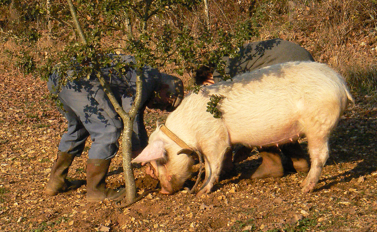 Cochon truffier : quelle caractéristique ? quelle race ? Comment le dresser ?