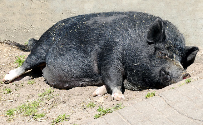 Le cochon vietnamien, caractéristiques et conseils d’élevage de ce cochon nain