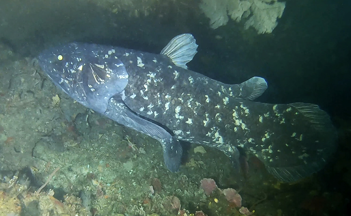 Cœlacanthe, poisson des grandes profondeurs de plus de 350 millions d’années !