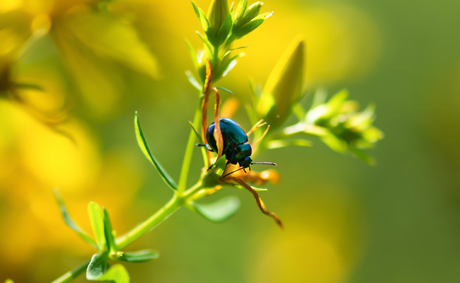 Les coléoptères, une grande famille d’insectes. Qui sont-ils ?