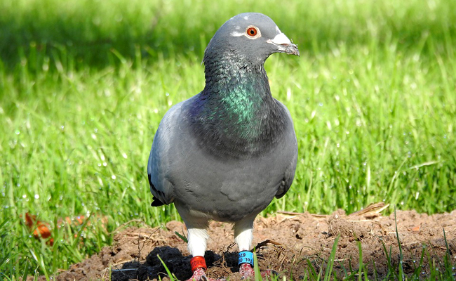 Colombophile ou éleveur de pigeons voyageurs : explications