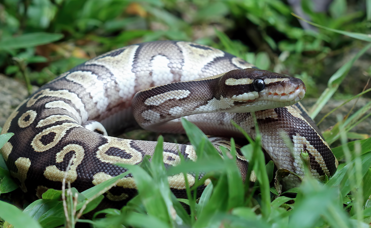 Comment les serpents arrivent-ils à se déplacer ?