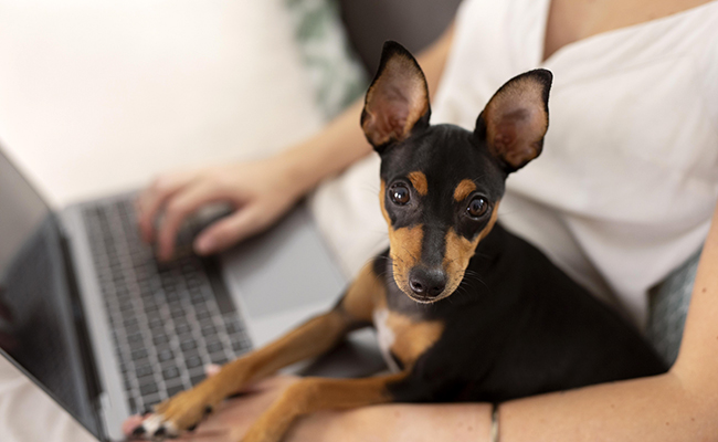 Comparateur Assurance Animaux (chien, chat, NAC) en ligne et gratuit !