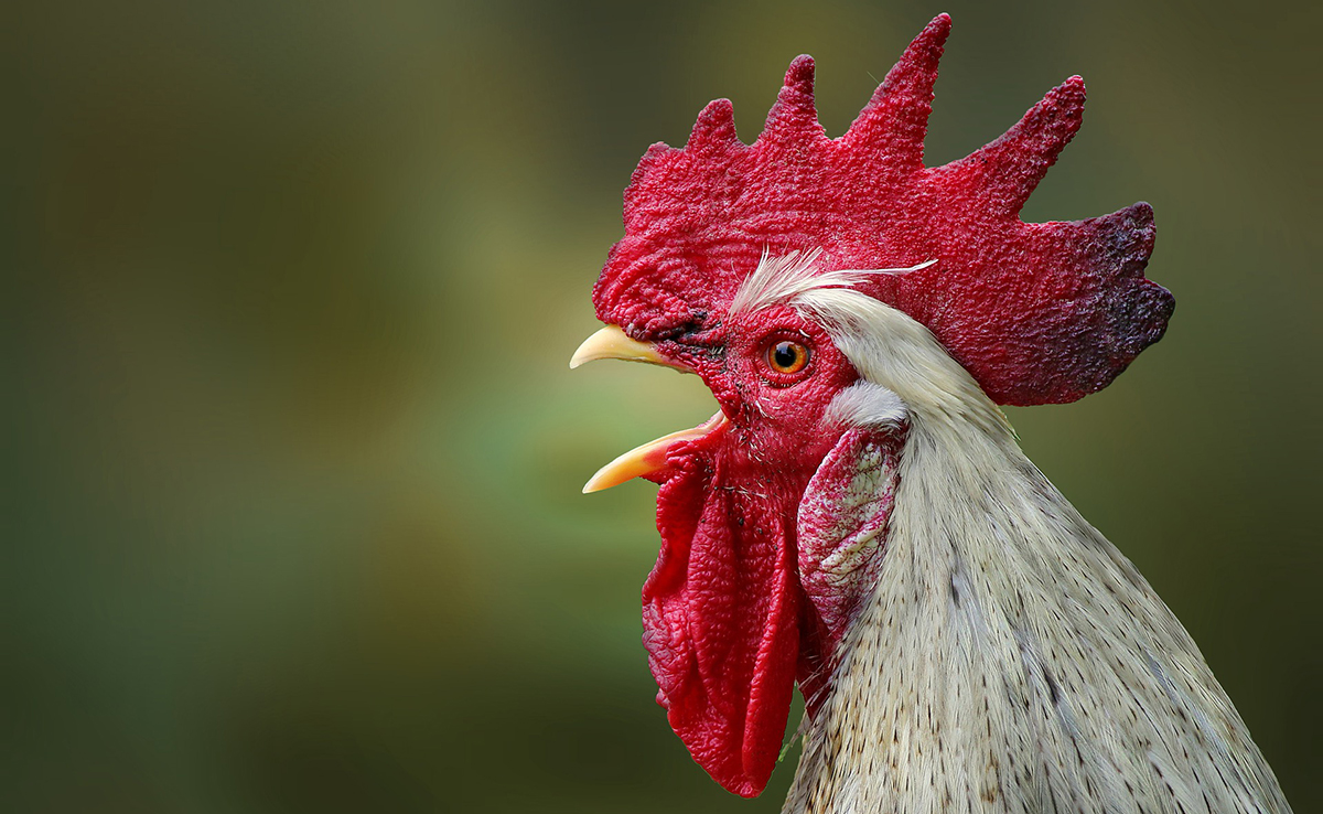 Mon coq est très agressif : que faire ?