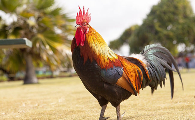 Être comme un coq en pâte : comprendre cette expression