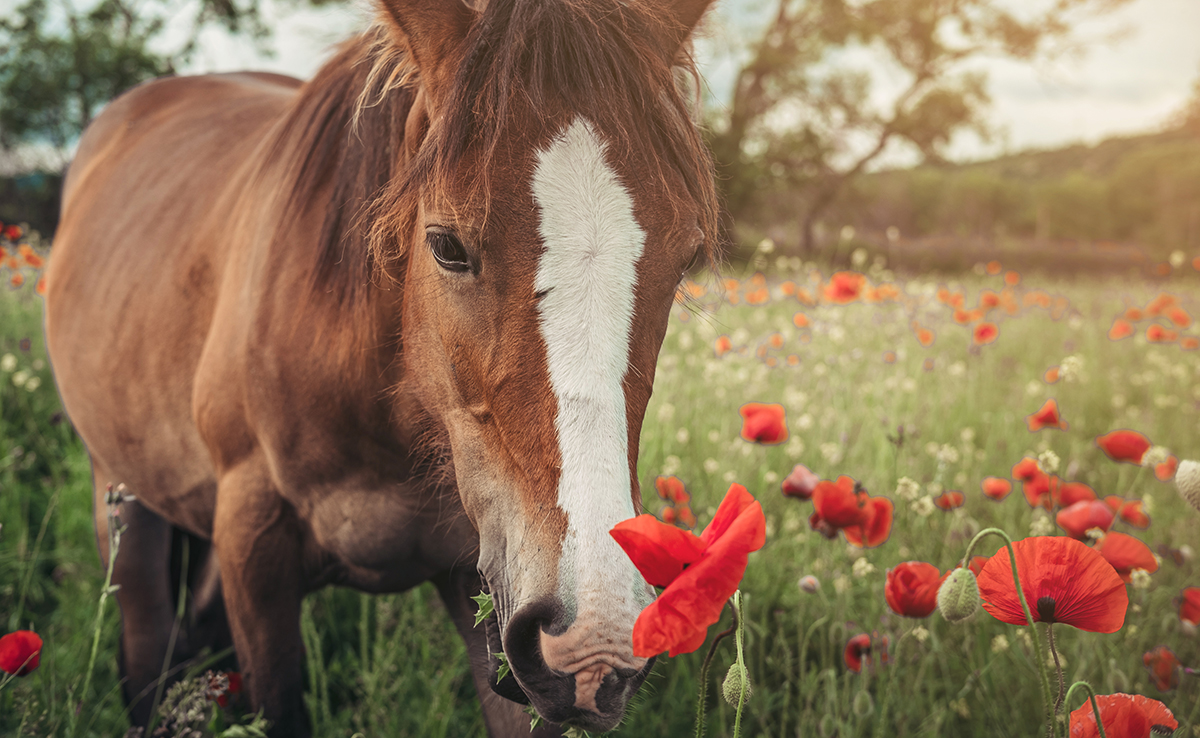 Coquelicot, plante toxique pour les chevaux et poneys : explications !