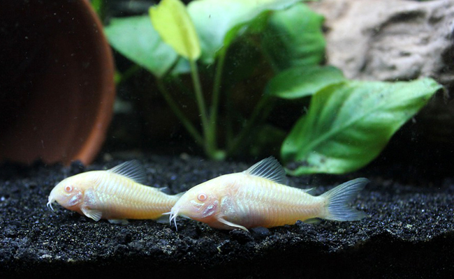 Le corydoras en aquarium : conseils et bonnes pratiques pour en prendre soin