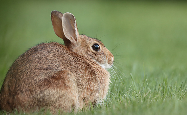 Se faire le coup du lapin : que veut dire cette expression ?