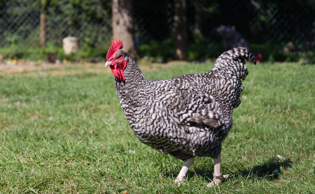 La Coucou de Rennes, race de poule au plumage gris bleuté