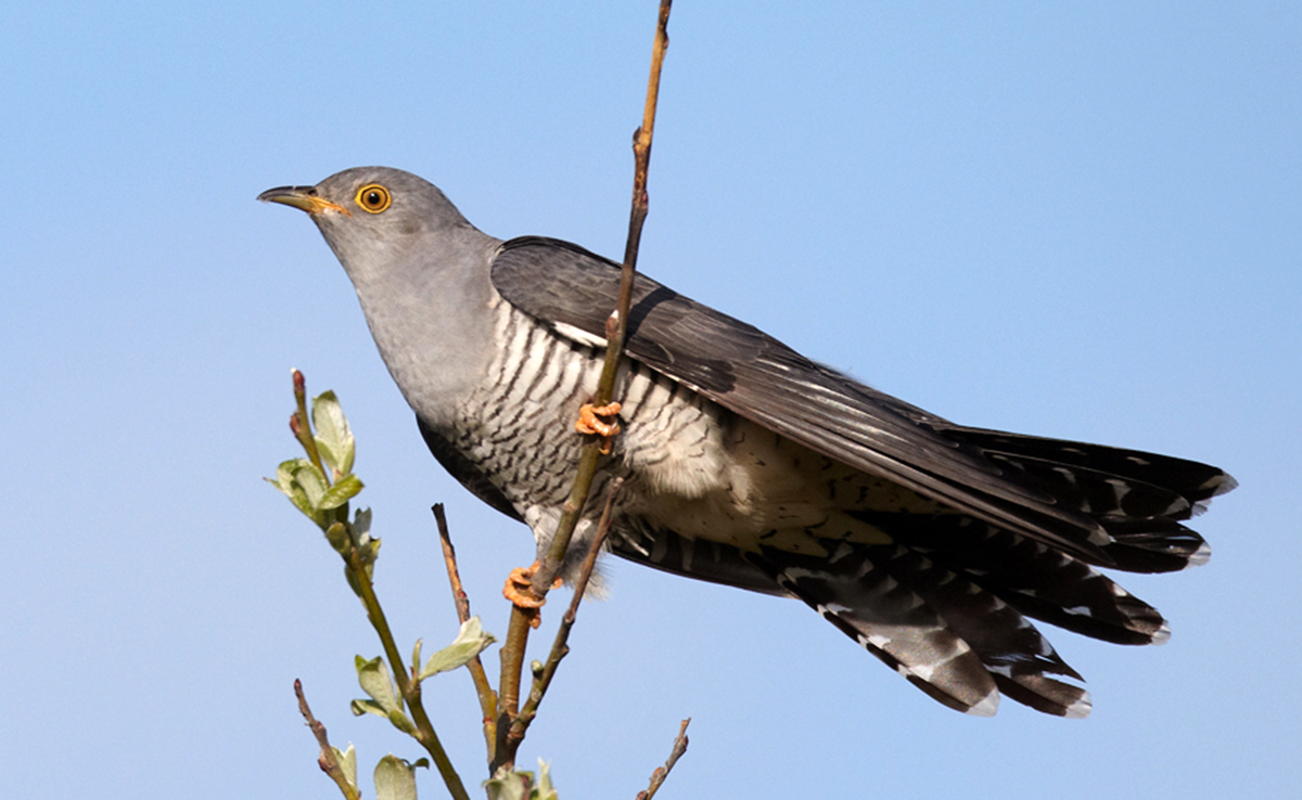 Coucou gris, voleur de nid : tout savoir sur cet oiseau !