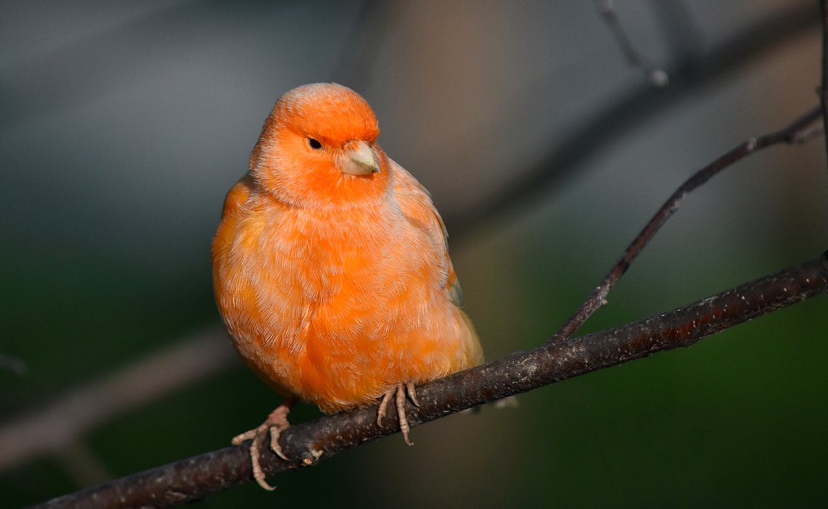 Quelles sont les différentes couleurs des canaris ?