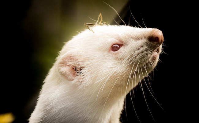 Quelles sont les différentes variétés et couleurs de furet ?