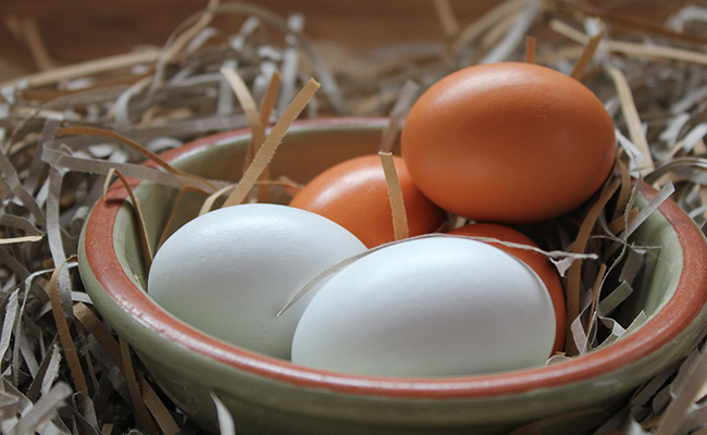 Couleurs des œufs de poules : tour d'horizon !