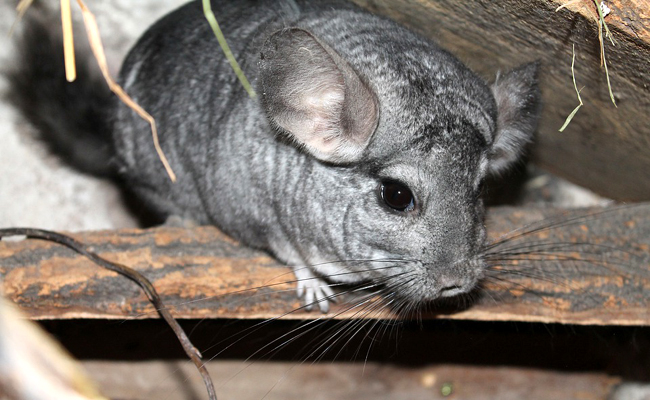 Quelles sont les différentes couleurs et mutations du chinchilla ?