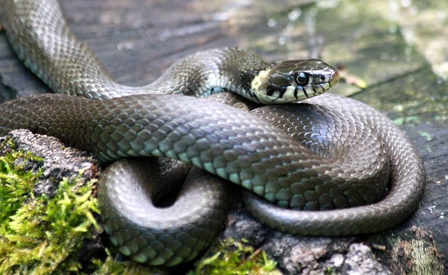 La couleuvre, serpent inoffensif : où et comment vit-elle ?